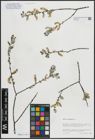 Foto von Salix arenaria L.